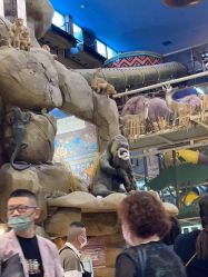 -卡通尼·Safari非洲探索乐园·生日会(金桥国际商业广场店)