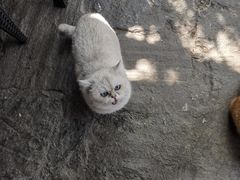 -喵屿·大理花园猫咖