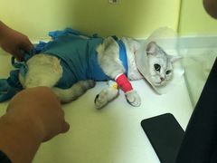 -瑞鹏宠物医院·爱宠堂·骨外专科(西荷分院)