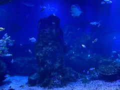 -海合安武汉极地海洋公园