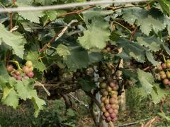 -马陆小张葡萄园农家乐