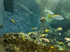 -上海海洋水族馆