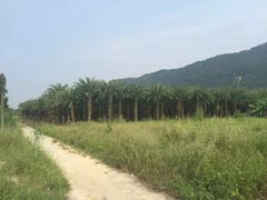 -开平碉楼文化旅游区马降龙景区