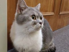 -猫色咖啡·猫咖