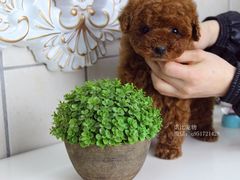 宁波诺比宠物待售幼犬，玩具泰迪贵宾幼犬-诺比宠物医院心脏内科·泌尿肾内外科·骨科急重症