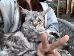-十年猫舍·猫咪专门店(普陀店)