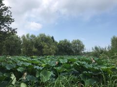 -长兴太湖图影湿地文化园