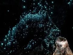 -怀托摩萤火虫洞