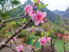 -靖西鹅泉风景区