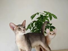 -猫十亿·布偶金渐层·曼基康矮脚猫舍(青年路店)