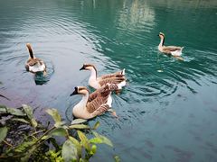 -靖西鹅泉风景区