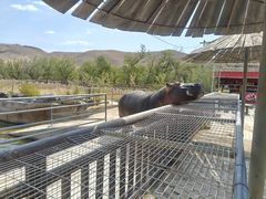 -新疆天山野生动物园