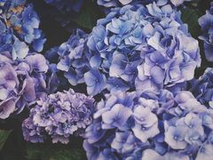 -上海滨江森林公园