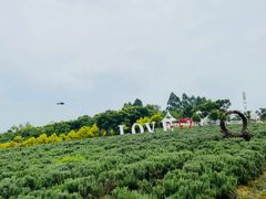 -紫颐香薰山谷景区