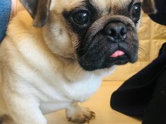 -喜柴咖啡·柴犬狗咖
