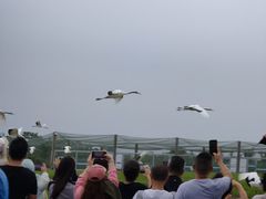 -盐城丹顶鹤湿地生态旅游区