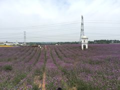 紫颐香薰山谷薰衣草庄园-紫颐香薰山谷景区
