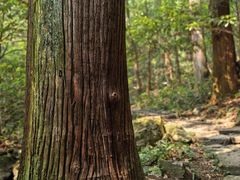 -天目山大树王景区