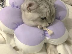 -瑞派动物医院·猫专科·至诚(江南中分院)