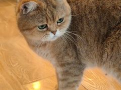 -Cappucimeow猫咪咖啡馆(韦伯时代店)