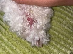 -芭比堂动物医院·CT·微创中心(新顺分院)