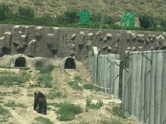 -新疆天山野生动物园