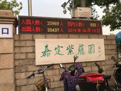 -嘉定紫藤园