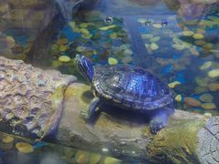 -海合安天津极地海洋公园