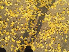 -三里屯东五街银杏大道