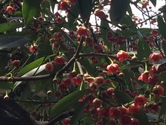 -东山雕花楼