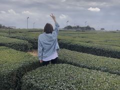 -雪绿茶博物馆