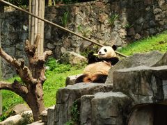 -都江堰中华大熊猫苑
