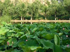 景点-前关湿地公园
