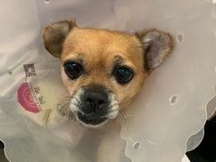 -宠爱国际动物医院· 猫科· 外科·中兽医(长白店)