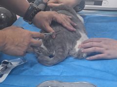 -艾贝尔宠物医院·24H转诊中心·肿瘤猫专科(江宁双龙店)