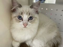 -喵的天空名猫咖啡馆·撸猫·猫舍·用品