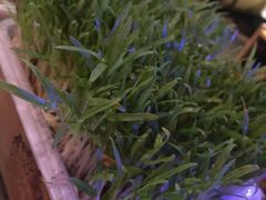 活体泰国空心菜-左庭右院鲜牛肉火锅(新梅广场店)