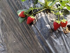 -昌平兴寿秀秀草莓采摘园