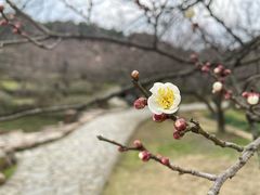 -香雪海