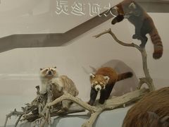 -武汉园博园(武汉自然博物馆)