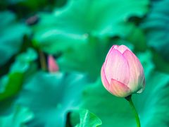 -陈家山荷花公园