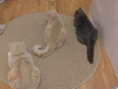 -COLOR PETS 撸猫馆·购猫·猫咖(长风大悦城店)