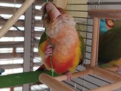 -关爱动物医院·心脏·中兽医·异宠(金牛路分院)