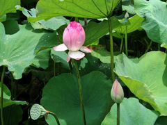-深圳仙湖植物园