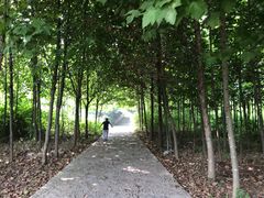 -原山国家森林公园