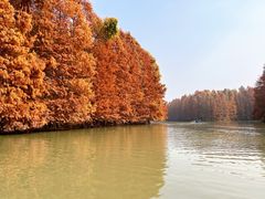 -上海海湾国家森林公园