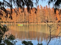 -上海海湾国家森林公园