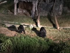 -清迈夜间动物园