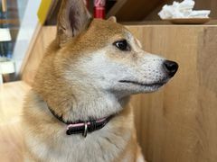 -是阿柴呀！柴犬咖啡·爱喵喵猫咖