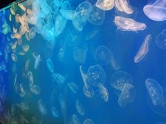 -左海海底世界